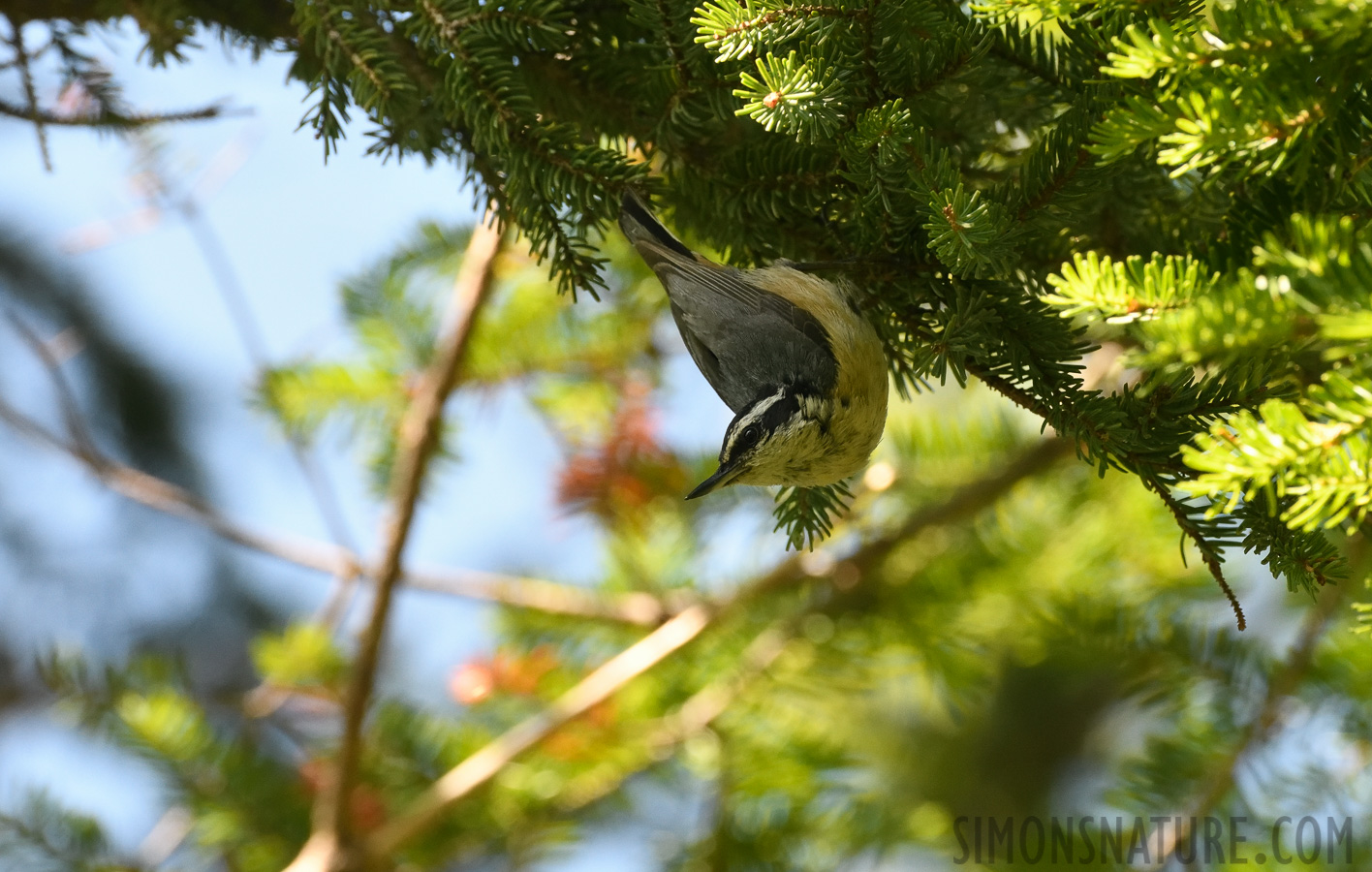 Sitta canadensis [400 mm, 1/640 sec at f / 8.0, ISO 1600]